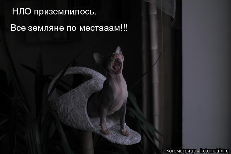 НЛО приземлилось. Все земляне по местааам!!! Все земляне по местааам!!!... Котоматрица: НЛО приземлилось. Все земляне по местааам!!! Все земляне по местааам!!!