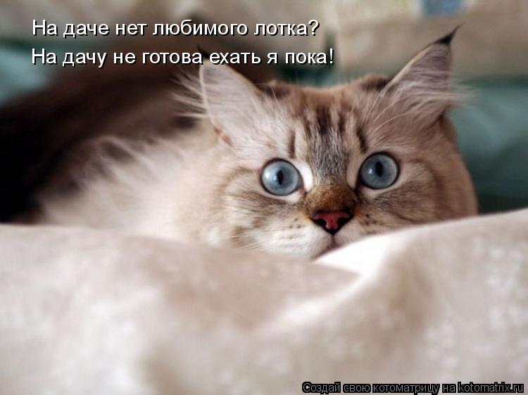 На даче нет любимого лотка? На дачу не готова ехать я пока!... Котоматрица: На даче нет любимого лотка? На дачу не готова ехать я пока!