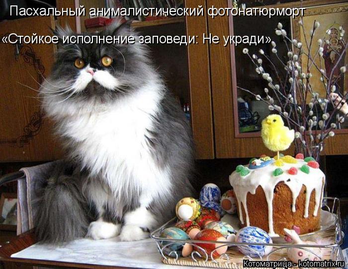 Пасхальный анималистический фотонатюрморт «Стойкое исполнение заповеди: Не укради»... Котоматрица: Пасхальный анималистический фотонатюрморт «Стойкое исполнение заповеди: Не укради»