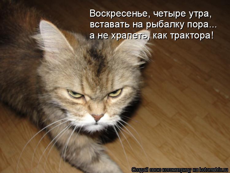 Воскресенье, четыре утра, вставать на рыбалку пора... а не храпеть, как трактора!... Котоматрица: Воскресенье, четыре утра, вставать на рыбалку пора... а не храпеть, как трактора!