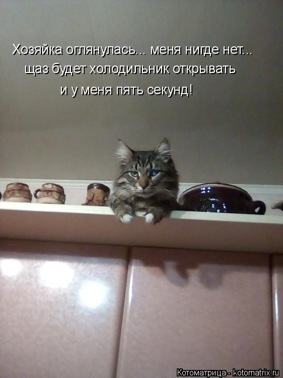 Хозяйка оглянулась... меня нигде нет... щаз будет холодильник открывать и у меня пять секунд!... Котоматрица: Хозяйка оглянулась... меня нигде нет... щаз будет холодильник открывать и у меня пять секунд!