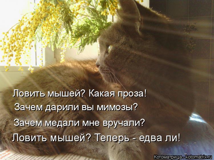 Котоматрица: Ловить мышей? Какая проза! Зачем дарили вы мимозы? Зачем медали мне вручали? Ловить мышей? Теперь - едва ли!