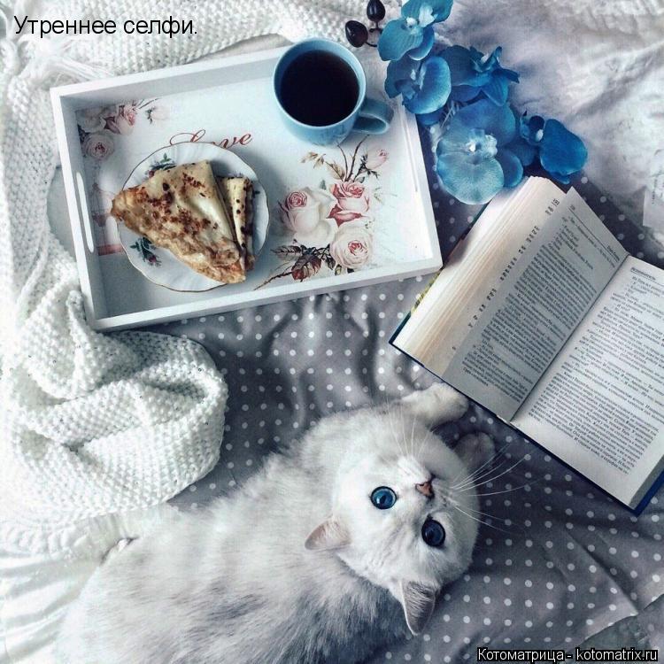 Утреннее селфи.... Котоматрица: Утреннее селфи.