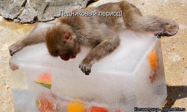 Ледниковый период!... Котоматрица: Ледниковый период!