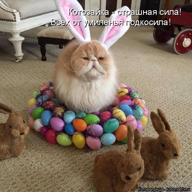 Котоматрица: Котозайка - страшная сила! Всех от умиленья подкосила!