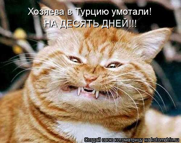 Котоматрица: Хозяева в Турцию умотали! НА ДЕСЯТЬ ДНЕЙ!!!