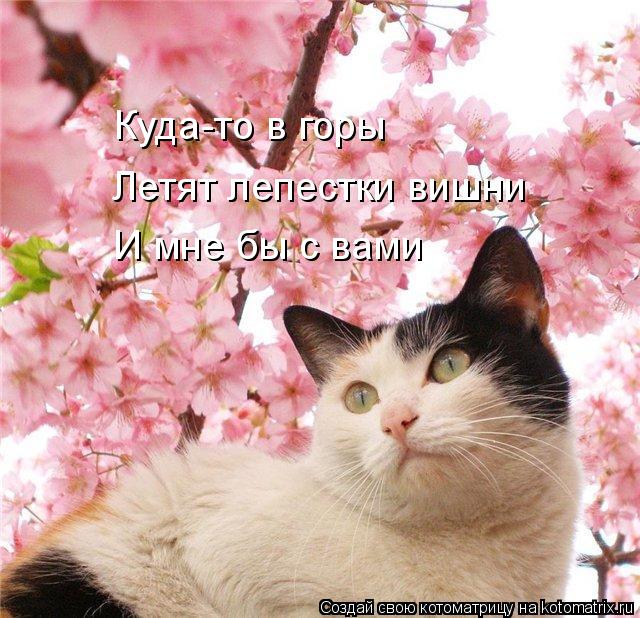 Котоматрица: Куда-то в горы Летят лепестки вишни И мне бы с вами