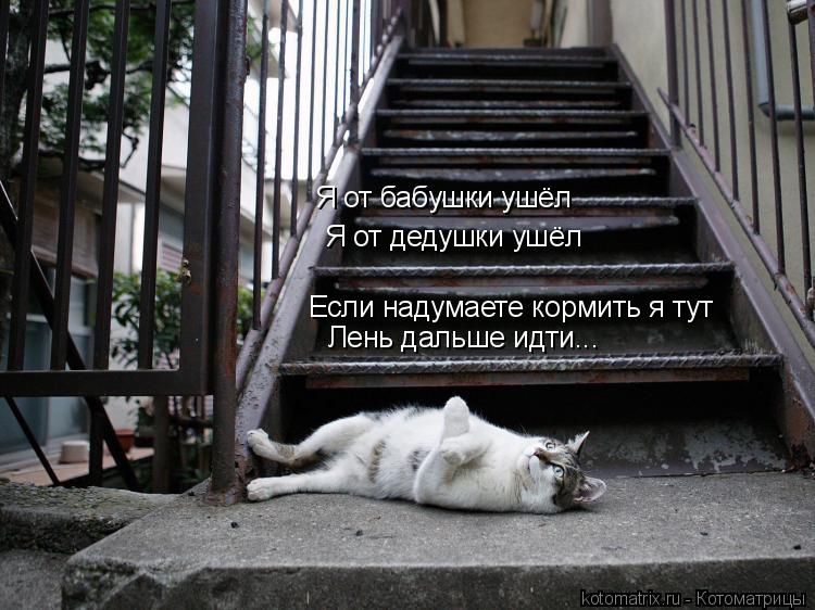 Я от бабушки ушёл Я от дедушки ушёл Если надумаете кормить я тут Лень дальше идти...... Котоматрица: Я от бабушки ушёл Я от дедушки ушёл Если надумаете кормить я тут Лень дальше идти...