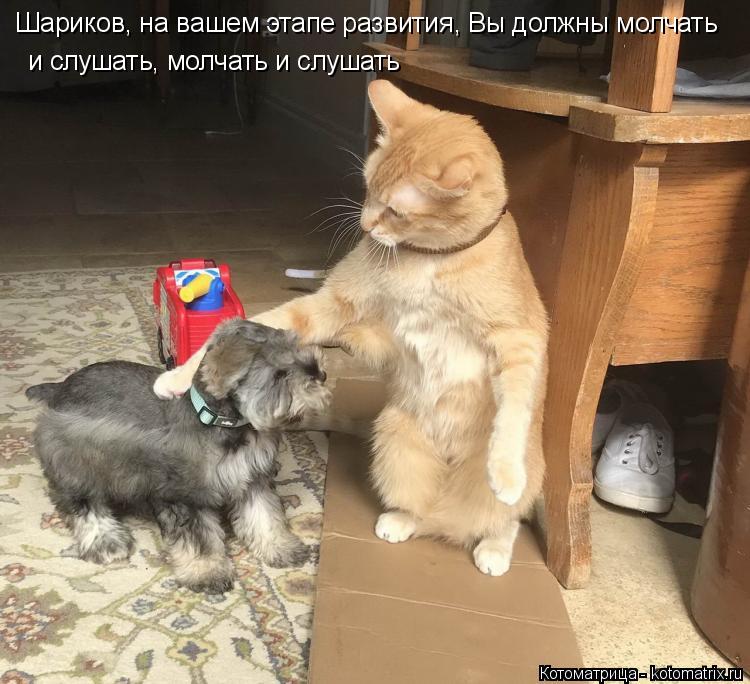 Котоматрица: Шариков, на вашем этапе развития, Вы должны молчать и слушать, молчать и слушать