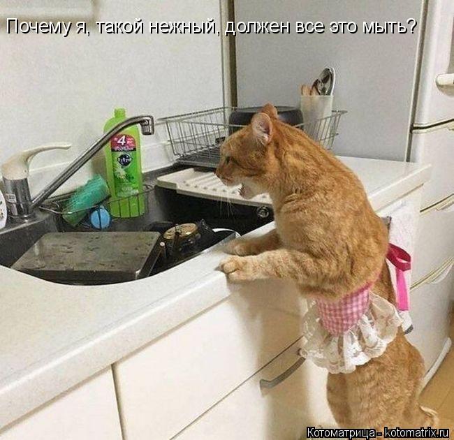 Почему я, такой нежный, должен все это мыть?... Котоматрица: Почему я, такой нежный, должен все это мыть?