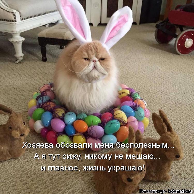 Котоматрица: Хозяева обозвали меня бесполезным... А я тут сижу, никому не мешаю... и главное, жизнь украшаю!