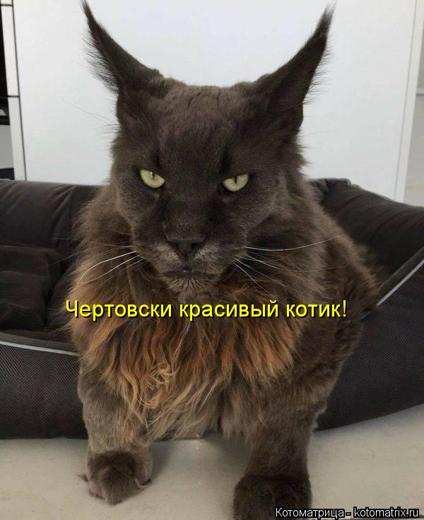 Чертовски красивый котик!... Котоматрица: Чертовски красивый котик!
