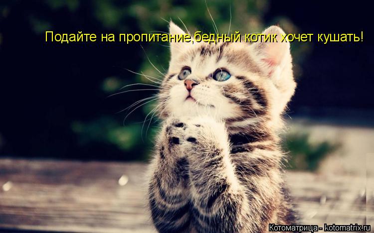 Котоматрица: Подайте на пропитание,бедный котик хочет кушать!