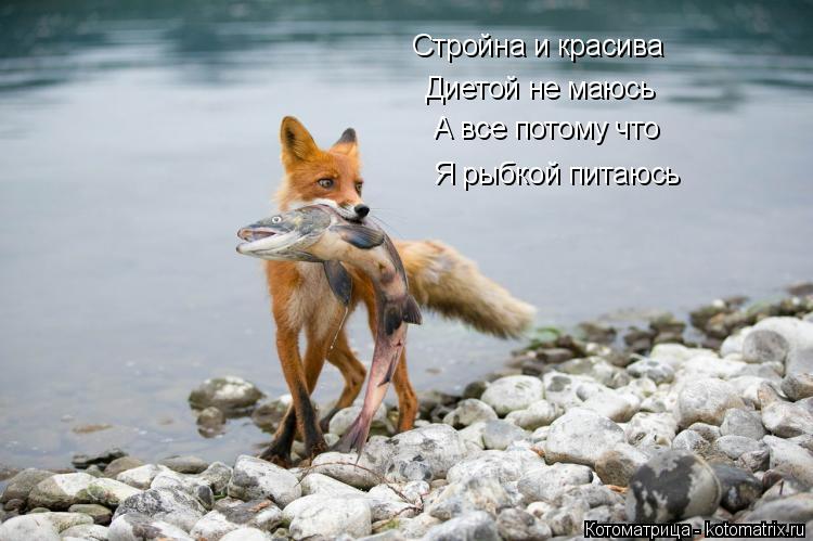 Котоматрица: Стройна и красива Диетой не маюсь А все потому что Я рыбкой питаюсь