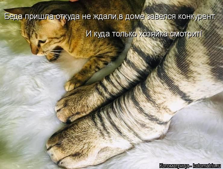 Котоматрица: Беда пришла откуда не ждали,в доме завелся конкурент. И куда только хозяйка смотрит!