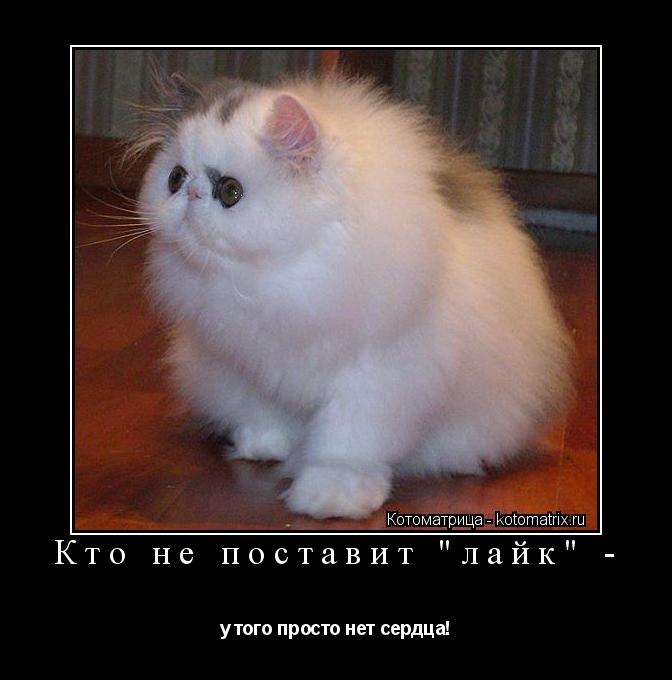 Кто не поставит "лайк" - у того просто нет сердца!... Котоматрица: Кто не поставит "лайк" - у того просто нет сердца!