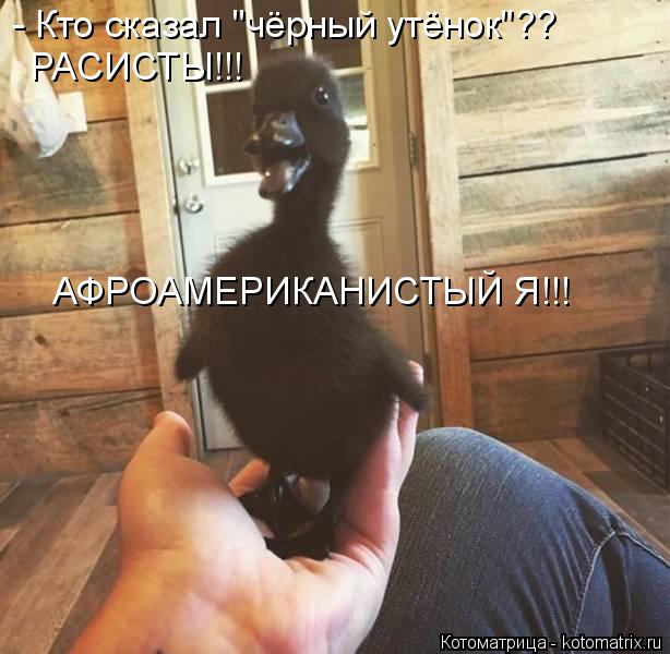 - Кто сказал "чёрный утёнок"?? РАСИСТЫ!!! АФРОАМЕРИКАНИСТЫЙ Я!!!... Котоматрица: - Кто сказал "чёрный утёнок"?? РАСИСТЫ!!! АФРОАМЕРИКАНИСТЫЙ Я!!!