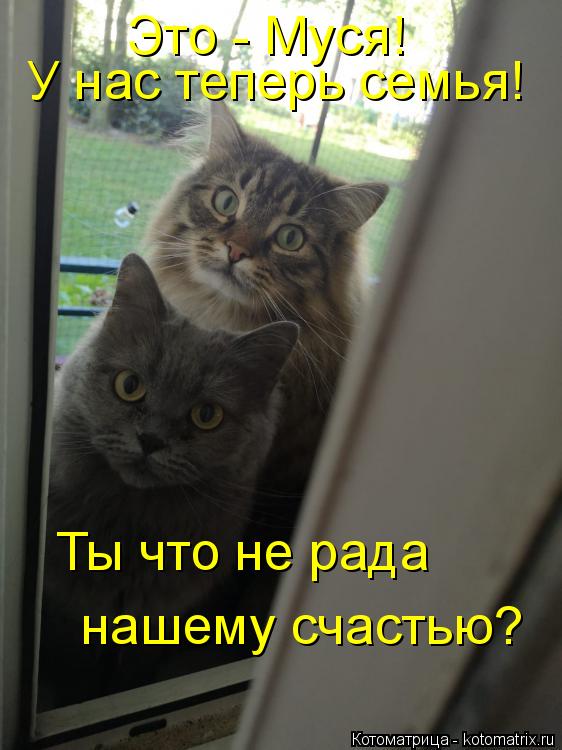 Это - Муся! У нас теперь семья! Ты что не рада нашему счастью?... Котоматрица: Это - Муся! У нас теперь семья! Ты что не рада нашему счастью?
