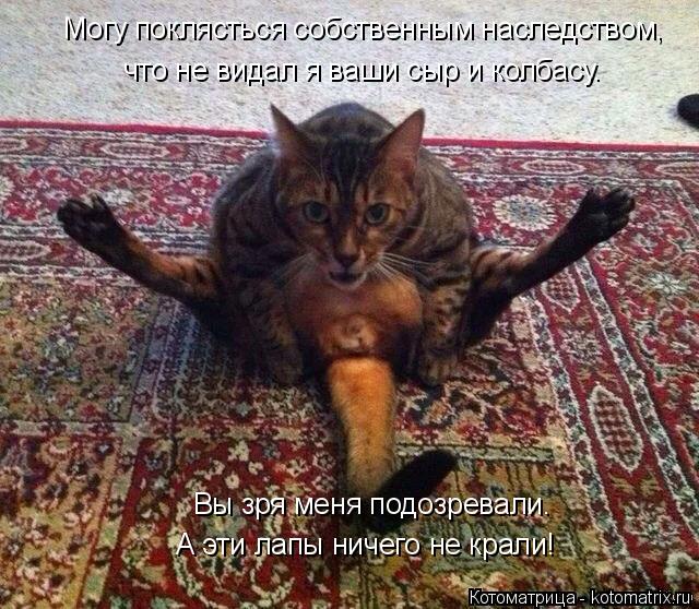 Вы зря меня подозревали. А эти лапы ничего не крали! Могу поклясться собственным наследством, что не ... Котоматрица: Вы зря меня подозревали. А эти лапы ничего не крали! Могу поклясться собственным наследством, что не видал я ваши сыр и колбасу.