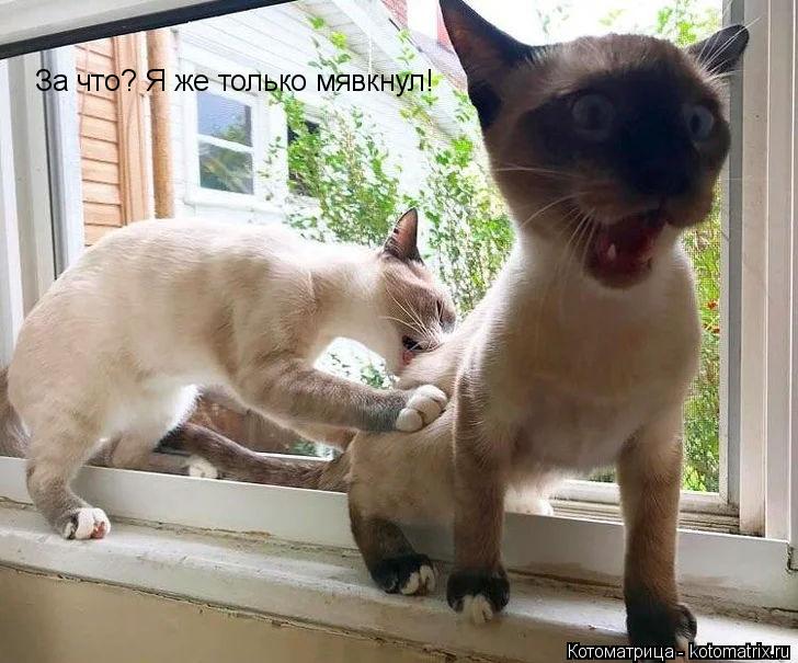 За что? Я же только мявкнул!... Котоматрица: За что? Я же только мявкнул!