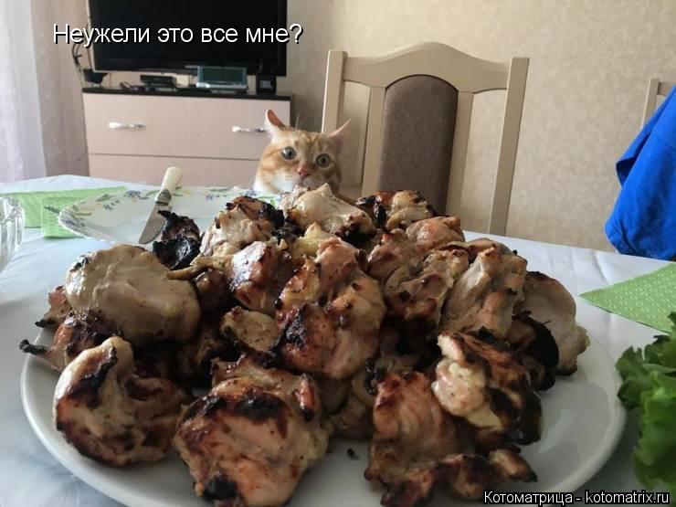 Неужели это все мне?... Котоматрица: Неужели это все мне?
