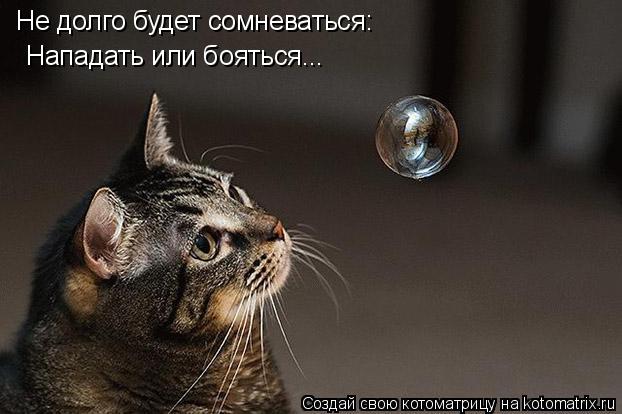 Не долго будет сомневаться: Нападать или бояться...... Котоматрица: Не долго будет сомневаться: Нападать или бояться...
