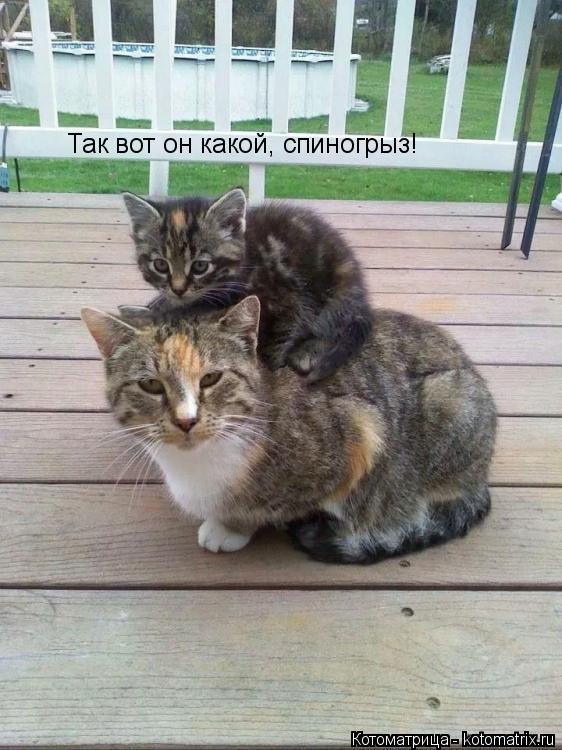 Так вот он какой, спиногрыз!... Котоматрица: Так вот он какой, спиногрыз!