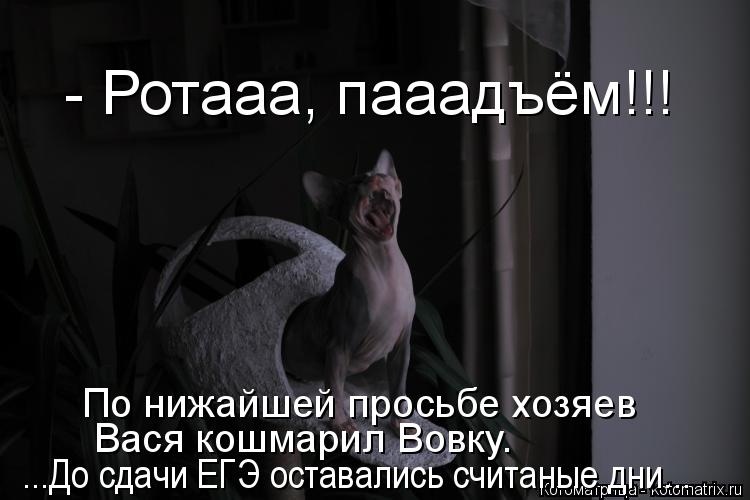 Котоматрица: - Ротааа, пааадъём!!! По нижайшей просьбе хозяев Вася кошмарил Вовку. ...До сдачи ЕГЭ оставались считаные дни...