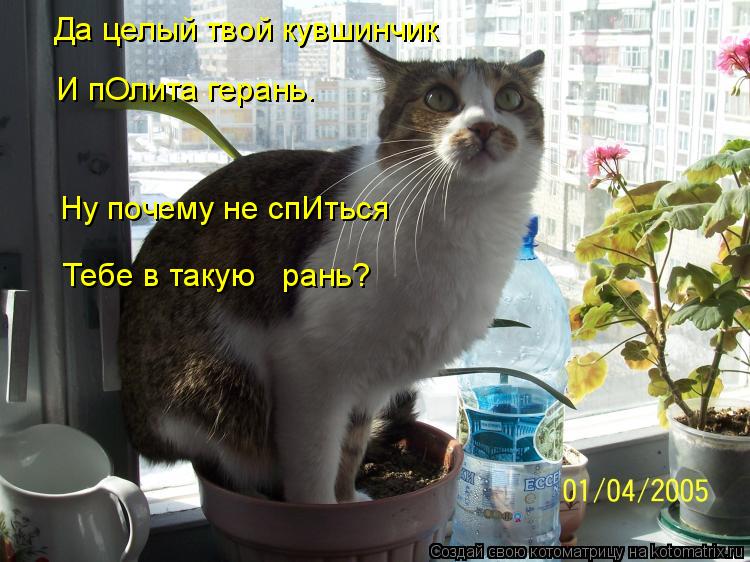 Котоматрица: Да целый твой кувшинчик  И пОлита герань.  Ну почему не спИться  Тебе в такую   рань?