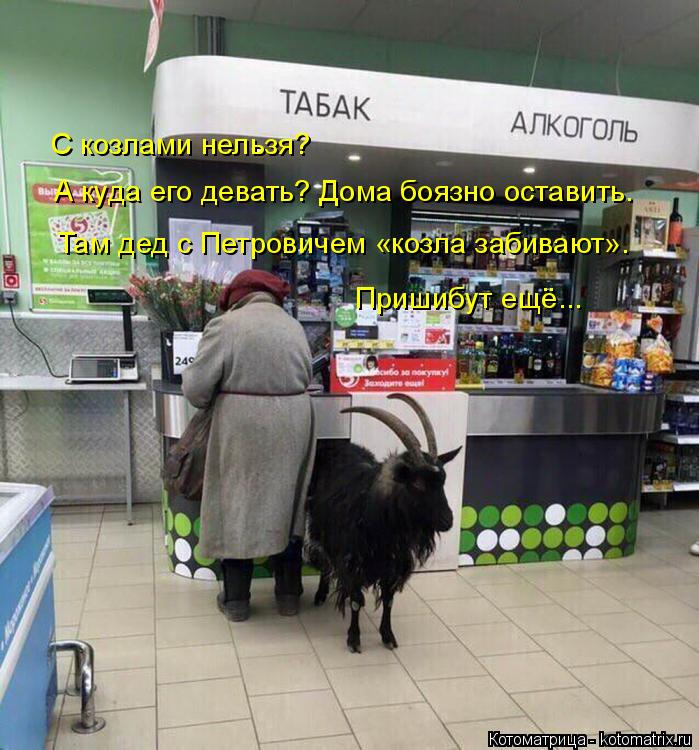Котоматрица: С козлами нельзя?  А куда его девать? Дома боязно оставить. Там дед с Петровичем «козла забивают». Пришибут ещё...