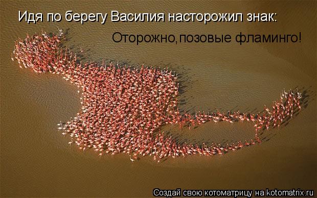 Котоматрица: Идя по берегу Василия насторожил знак: Оторожно,позовые фламинго!