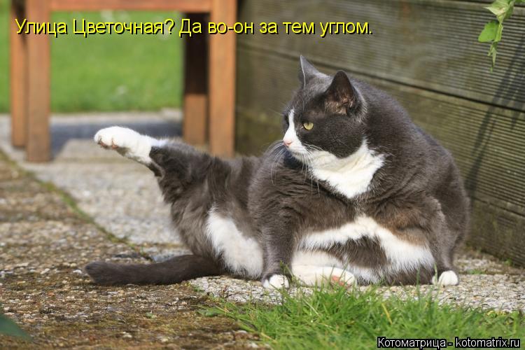 Котоматрица: Улица Цветочная? Да во-он за тем углом.