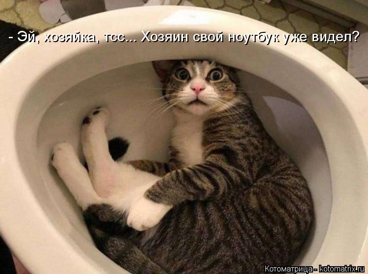 - Эй, хозяйка, тсс... Хозяин свой ноутбук уже видел?... Котоматрица: - Эй, хозяйка, тсс... Хозяин свой ноутбук уже видел?