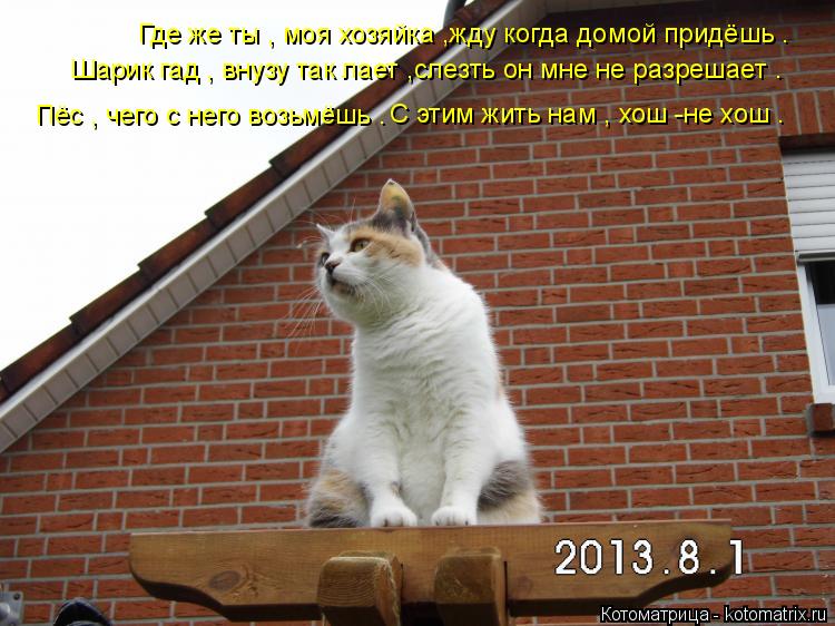 Котоматрица: Где же ты , моя хозяйка ,жду когда домой придёшь . Шарик гад , внузу так лает ,слезть он мне не разрешает . С этим жить нам , хош -не хош . Пёс , чег?