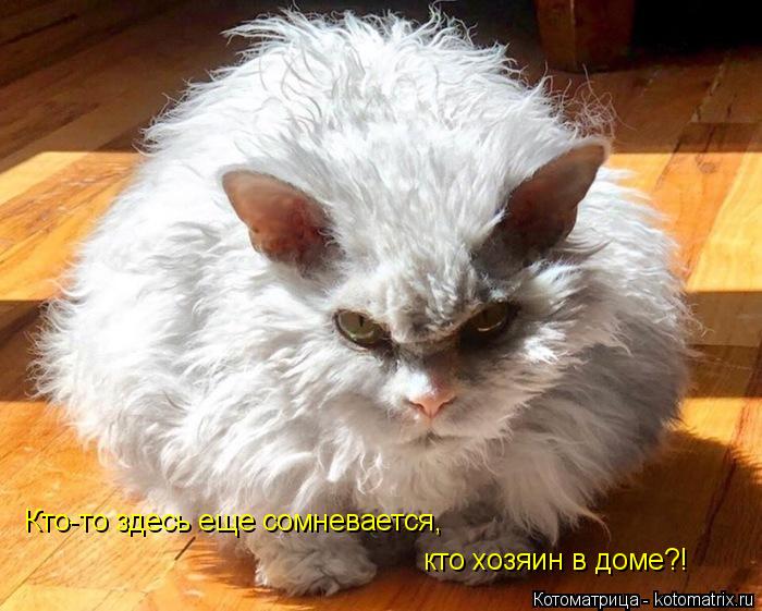 Котоматрица: Кто-то здесь еще сомневается, кто хозяин в доме?!