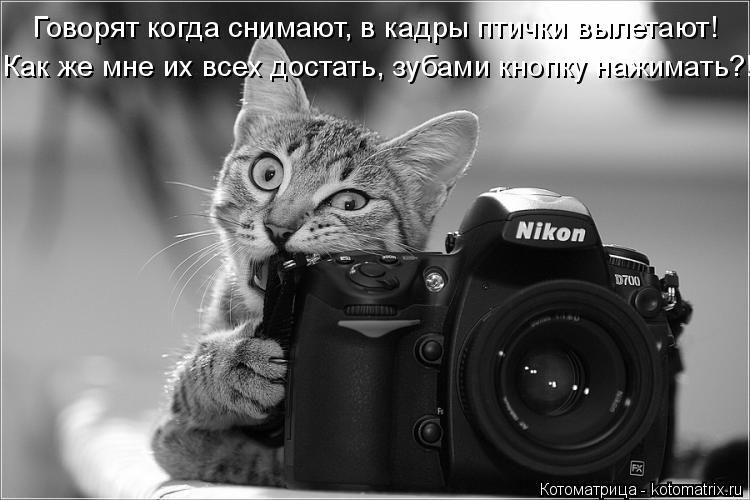 Котоматрица: Как же мне их всех достать, зубами кнопку нажимать?! Говорят когда снимают, в кадры птички вылетают!