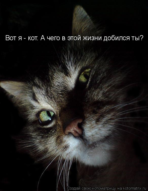 Вот я - кот. А чего в этой жизни добился ты?... Котоматрица: Вот я - кот. А чего в этой жизни добился ты?