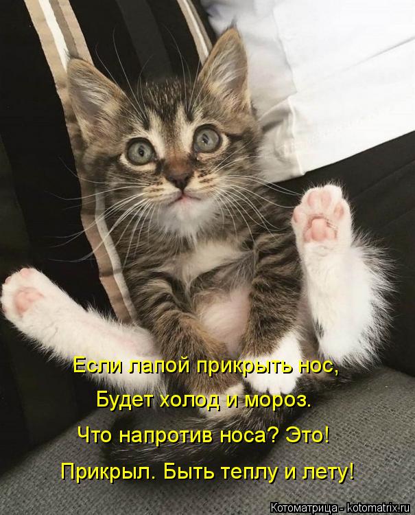 Если лапой прикрыть нос, Будет холод и мороз. Что напротив носа? Это! Прикрыл. Быть теплу и лету!... Котоматрица: Если лапой прикрыть нос, Будет холод и мороз. Что напротив носа? Это! Прикрыл. Быть теплу и лету!