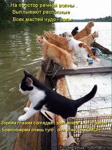 Котоматрица: ...На простор речной волны .   Выплывают расписные  Всех мастей чудо - коты . Зорким глазом соглядая , зрят вокруг и чтут закон Браконьерам очен