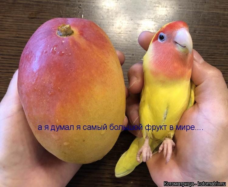Котоматрица: а я думал я самый большой фрукт в мире....