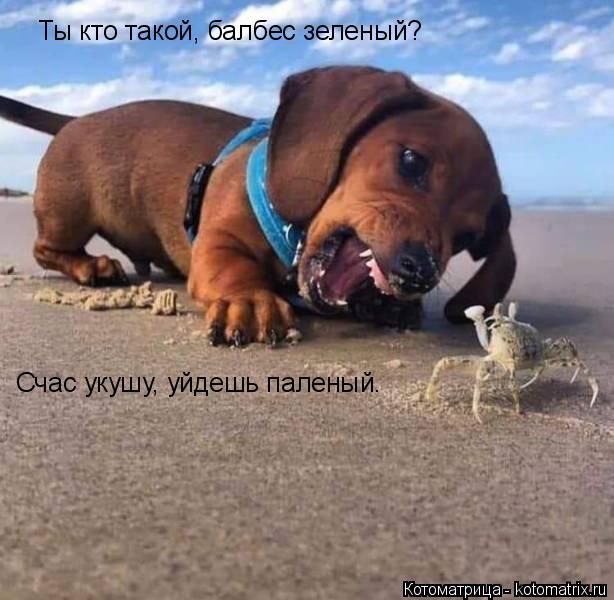 Ты кто такой, балбес зеленый? Счас укушу, уйдешь паленый.... Котоматрица: Ты кто такой, балбес зеленый? Счас укушу, уйдешь паленый.