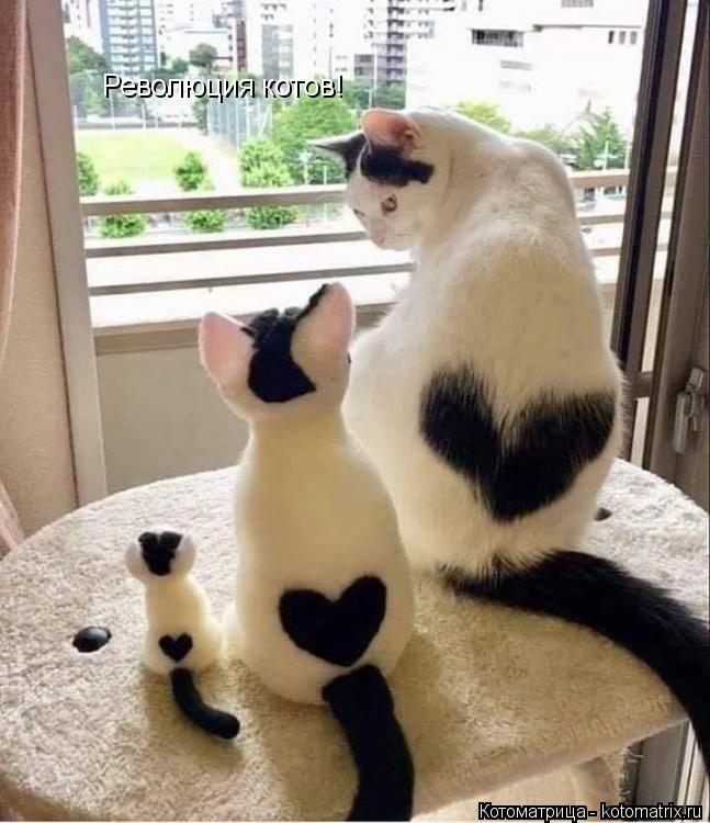 Котоматрица: Революция котов! Революция котов!
