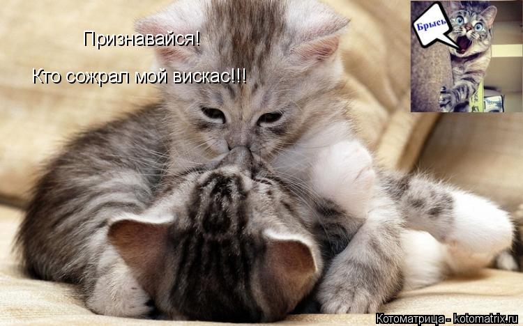 Котоматрица: Признавайся! Кто сожрал мой вискас!!!