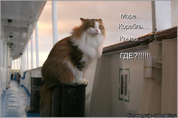 Море.... Корабль.... Крысы... ГДЕ?!!!!!... Котоматрица: Море.... Корабль.... Крысы... ГДЕ?!!!!!