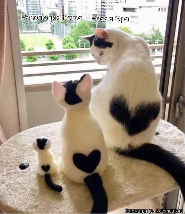 Котоматрица: Революция Котов! Новая Эра Новая Эра