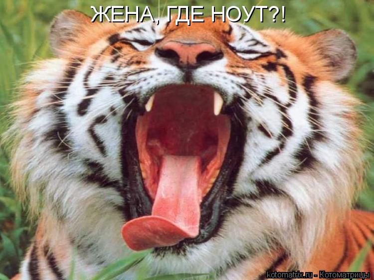 ЖЕНА, ГДЕ НОУТ?!... Котоматрица: ЖЕНА, ГДЕ НОУТ?!