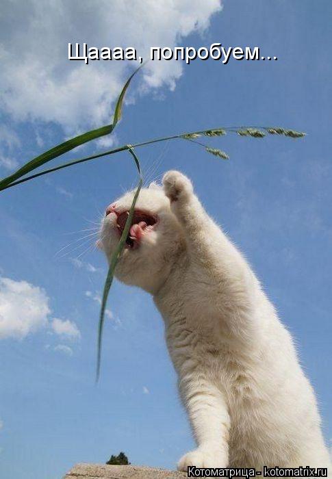 Щаааа, попробуем...... Котоматрица: Щаааа, попробуем...