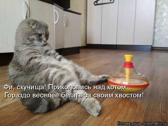 Котоматрица: Фи, скучища! Прикололись над котом... Гораздо веселее бегать за своим хвостом!