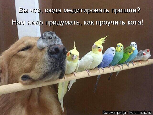 Вы что, сюда медитировать пришли? Нам надо придумать, как проучить кота!... Котоматрица: Вы что, сюда медитировать пришли? Нам надо придумать, как проучить кота!