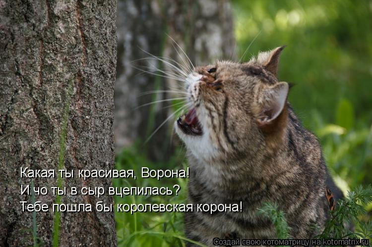 Какая ты красивая, Ворона! И чо ты в сыр вцепилась? Тебе пошла бы королевская корона!... Котоматрица: Какая ты красивая, Ворона! И чо ты в сыр вцепилась? Тебе пошла бы королевская корона!